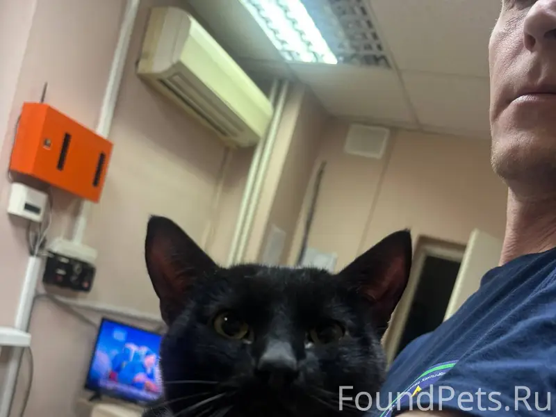 Найден кот по дороге в сторону...