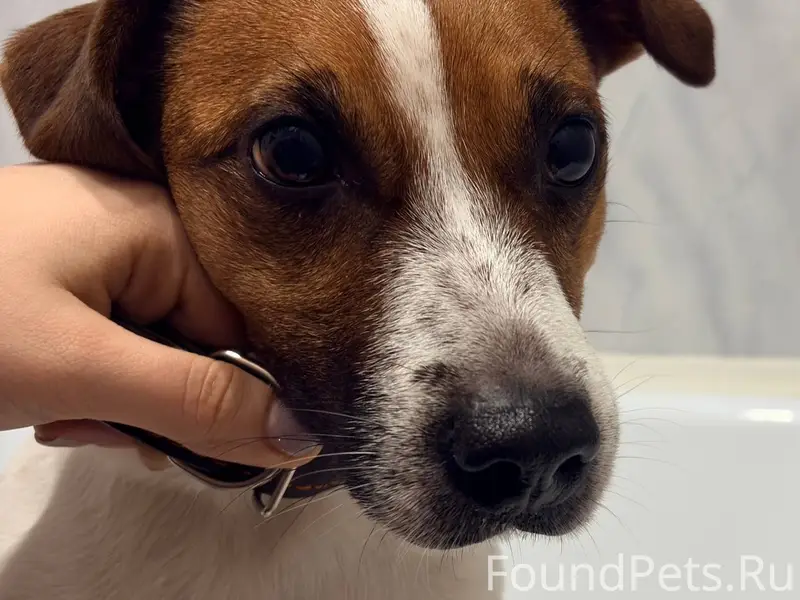 Найдена собака породы Джек-рас...