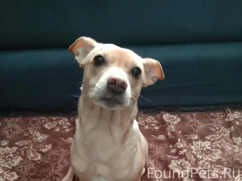 Потерялась собака Важна любая ...