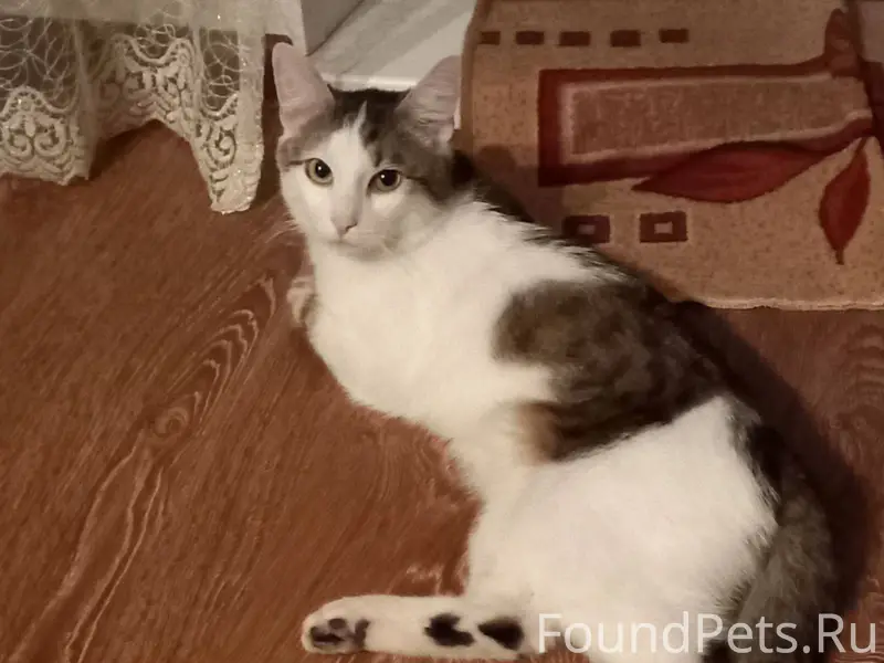 #Александров: Пропал кот на ут...