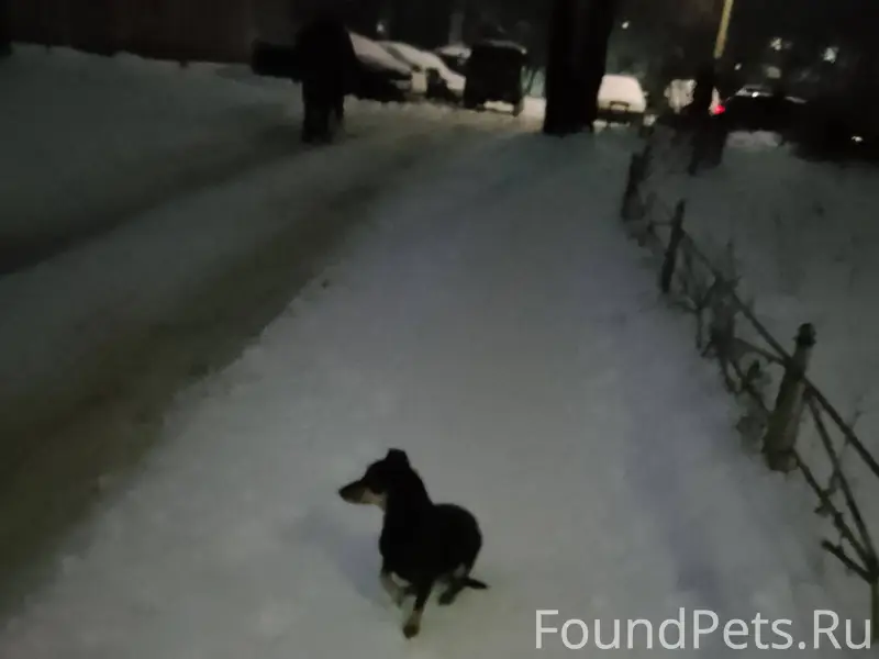 Срочно, собака, похожа на поме...