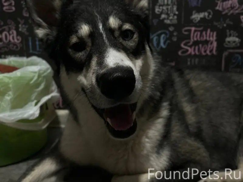 Всем здравствуйте! Пропал пес,...