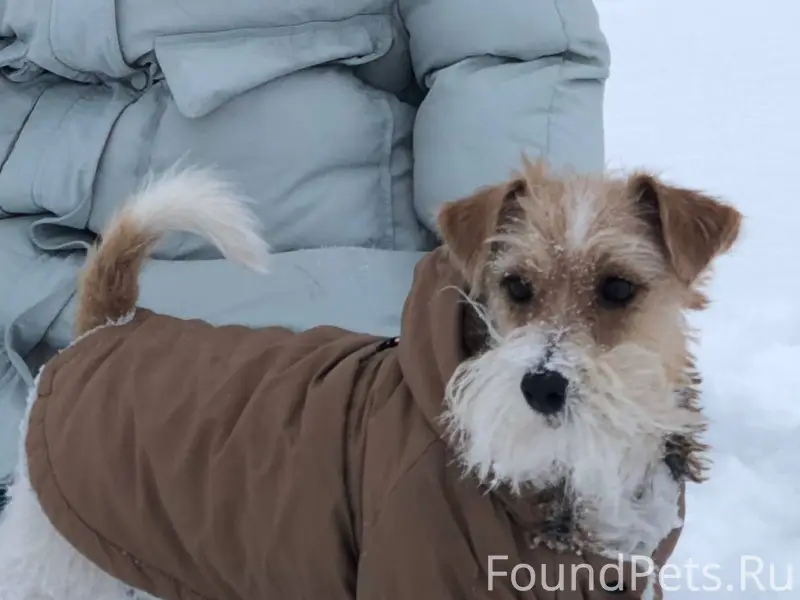 ПОТЕРЯЛАСЬ собака Рози (Джек Р...