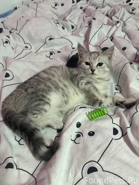 Чебоксары ул. Калинина 104к1 в...