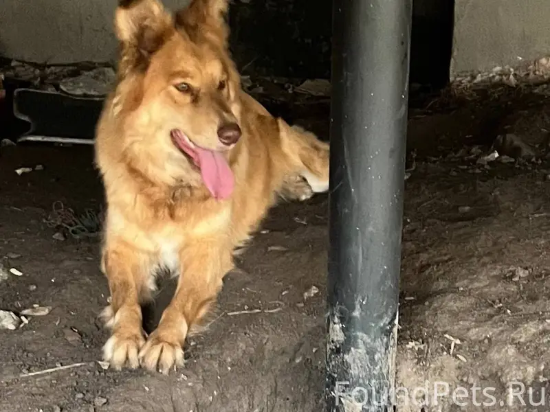 Потерялась собака, ориентирово...