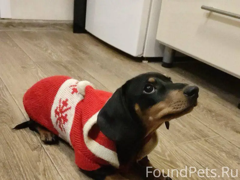 Друзья , помогите найти собаку...