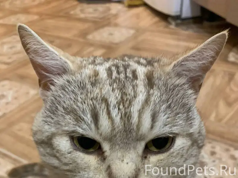 ПРОПАЛ КОТ 🐱 Барсик, серый кот...