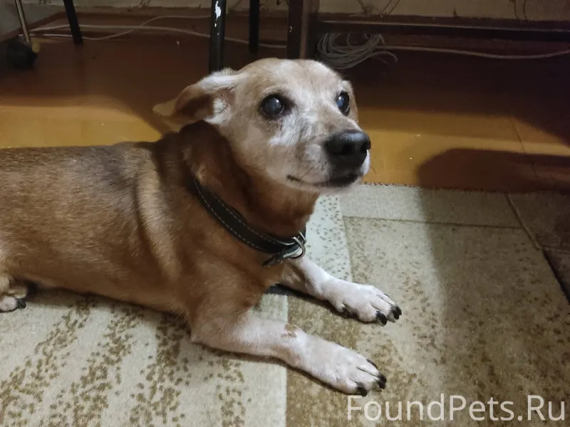 Найдена собака по адресу Кузьм...