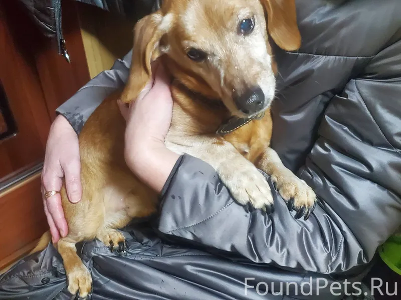 Найдена собака Федосеева 37 ми...
