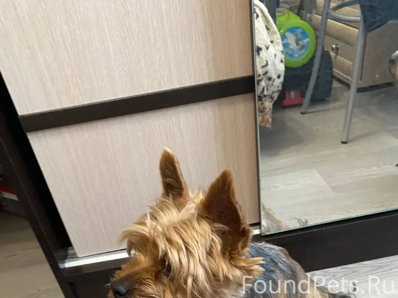 Потерялась собака 27.12.25 на....