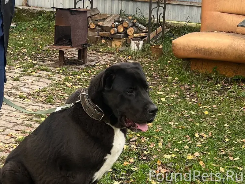 ПРОПАЛА СОБАКА 📍 Место: г. Кор...