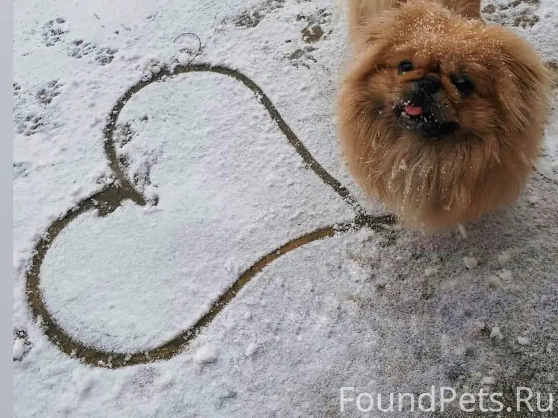 Белореченск, потерялась собака...