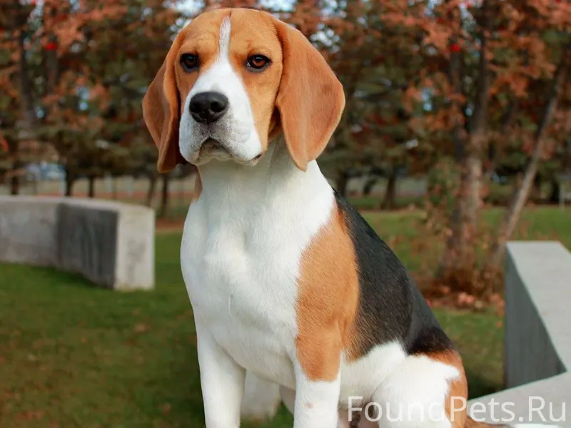 Потерялась собака на микраге