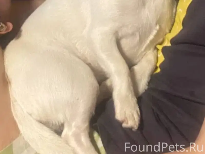 Девочки , Мотмос ! У меня соба...