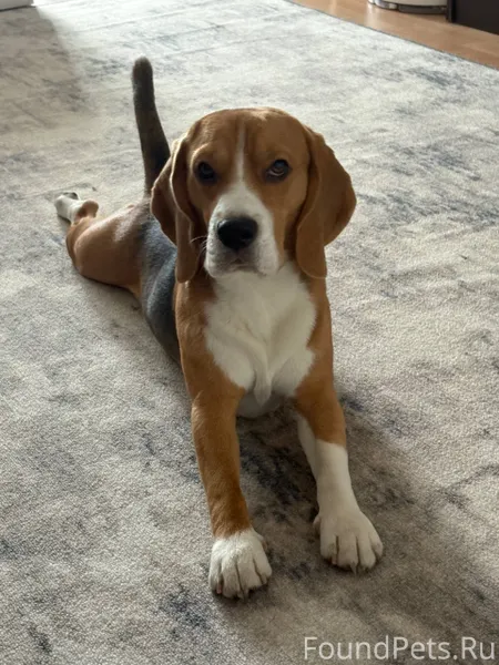 КАМЫШЛОВ Потерялась собака, кл...