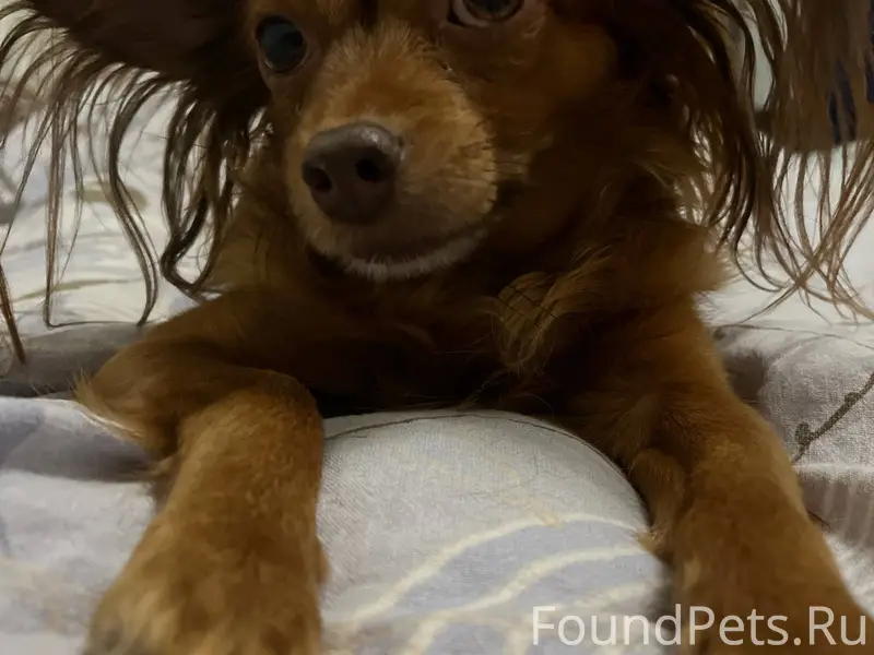 Пропала собака, испугалась сал...