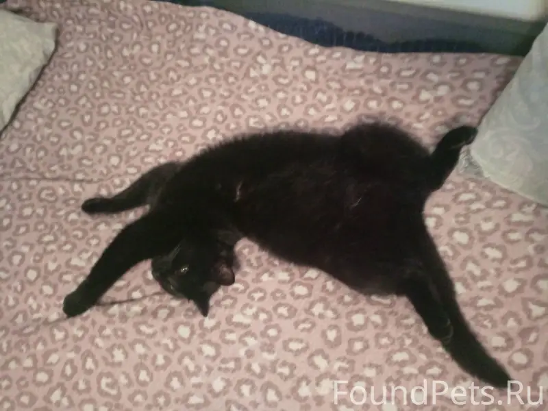 Пропал кот в Макеевки Про КОТА...