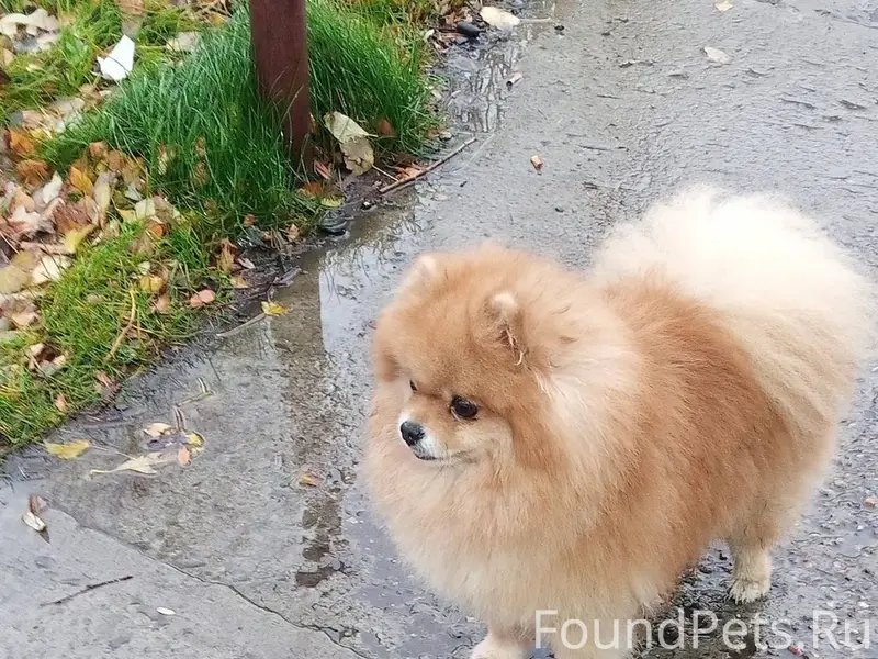 В районе фонтана на монче поте...