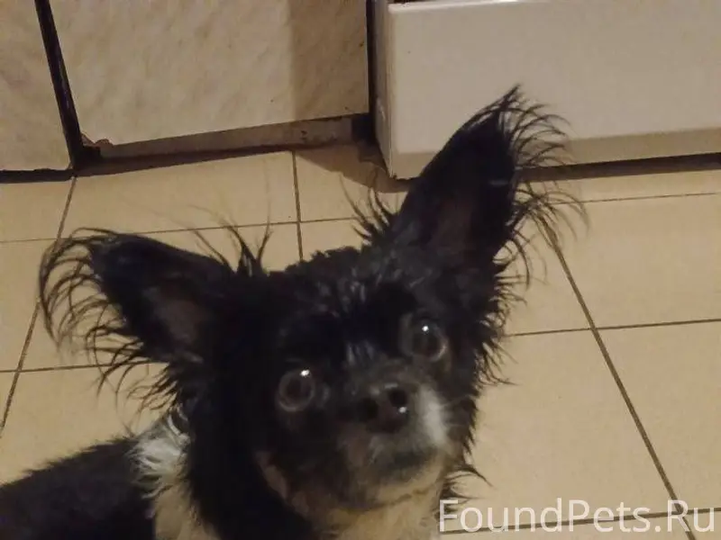 Найдена собака, муж выловил из...