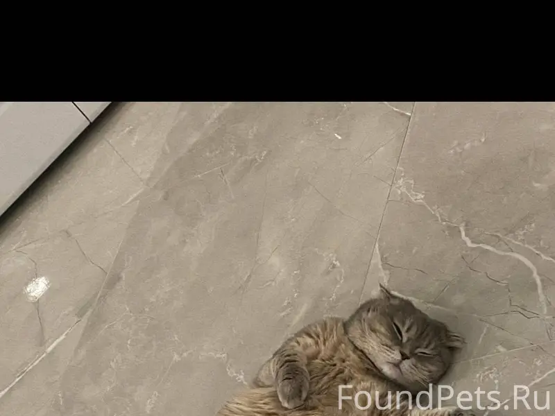 Пропала кошка Если кто-то увид...