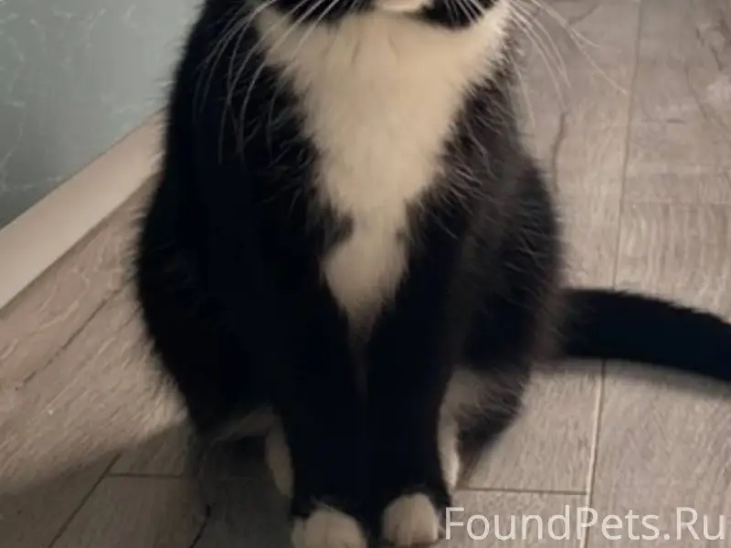 Пропала кошка в районе зареки,...