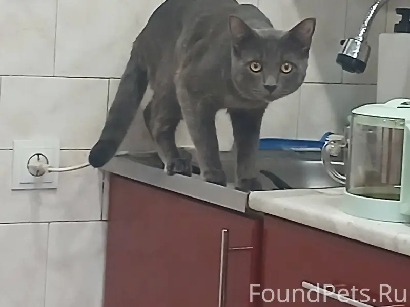 30 декабря пропал кот, по адре...