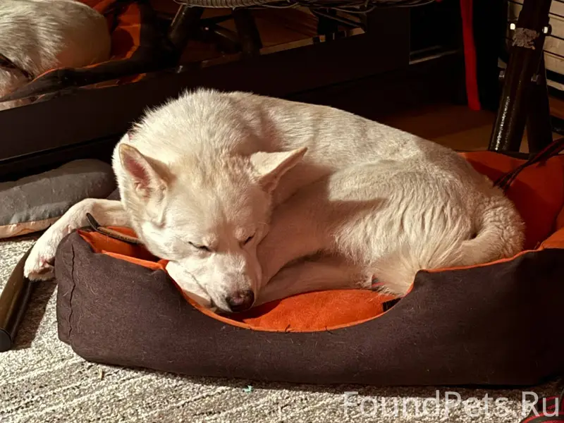 Пропал пёс Откликается на окси...