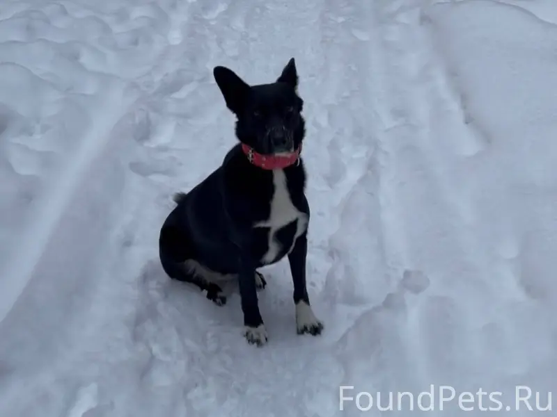 Потерялась собака, если видели...