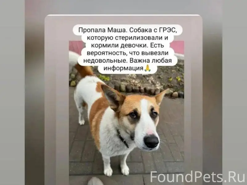 Беларусь!!! В Жодино пропал пё...