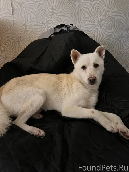 Чебоксары СЗР Радужный Потерял...