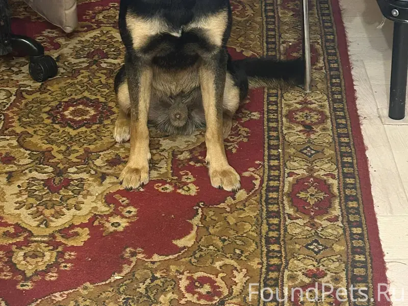 Потерялась собака по кличке Рэ...