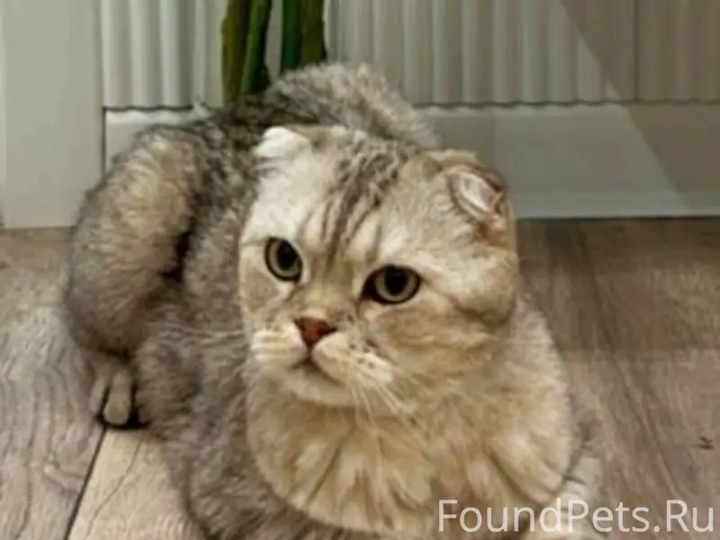 #ПотерянКот_Алматы ПРОПАЛ КОТИ...