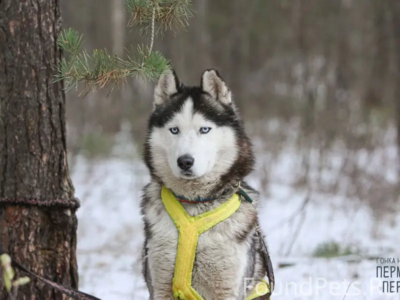 Сбежала собака(хаски)по кличке...