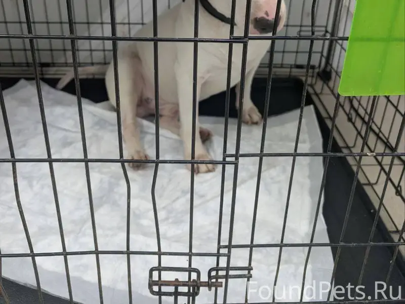 Возле круглосуточного "Дикси" ...