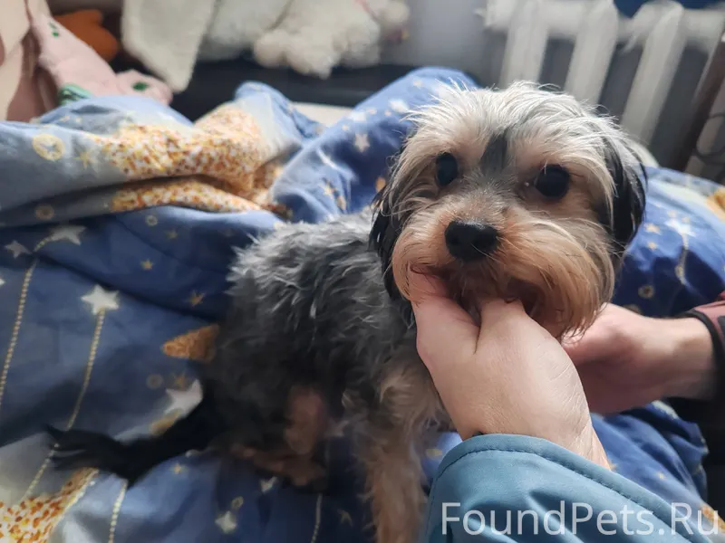 Нашли собаку! Может увидите, к...