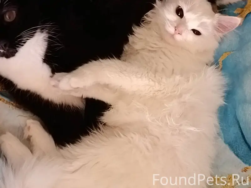 Пропала кошка Афина. В районе ...