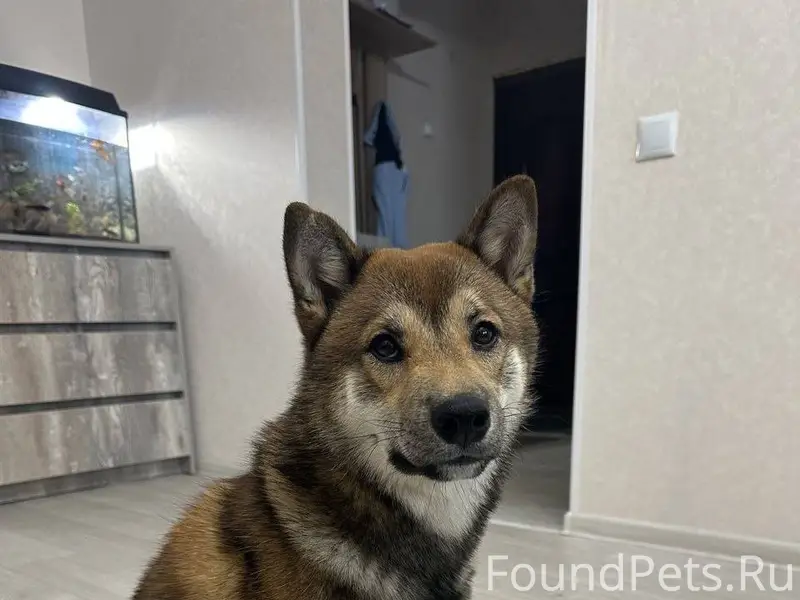 Дорогие, друзья! Пропала собак...