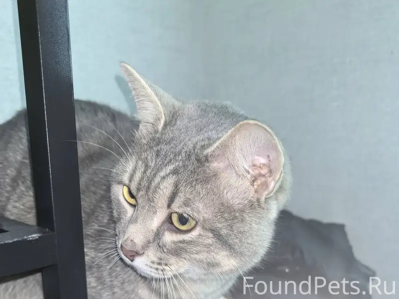 Найден молодой кот, чистый, кр...