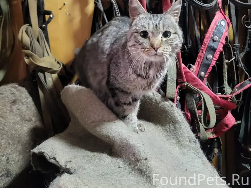 Ищем хозяина Котик пришёл на к...