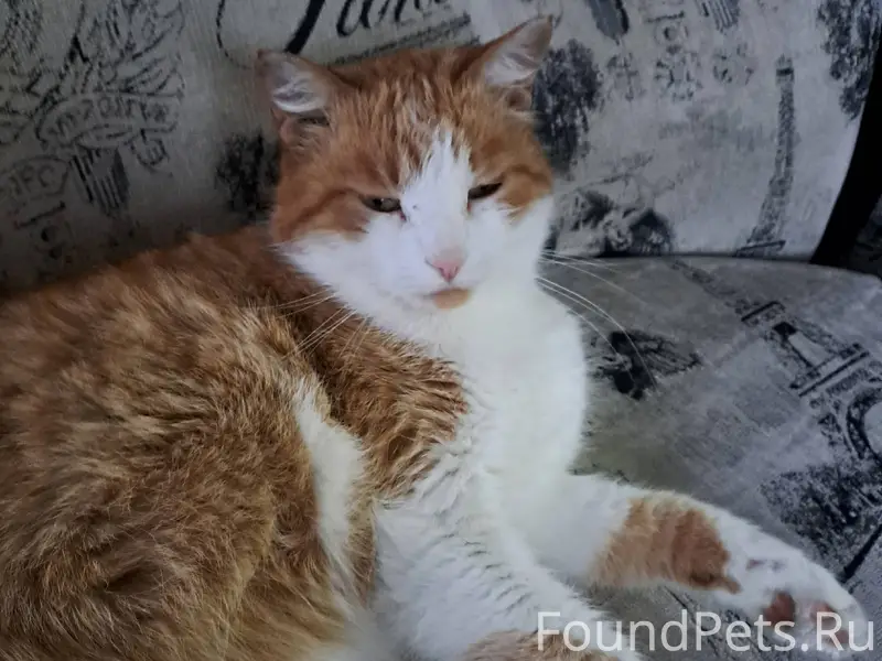 Пропал кот на ул. Елькина. Есл...