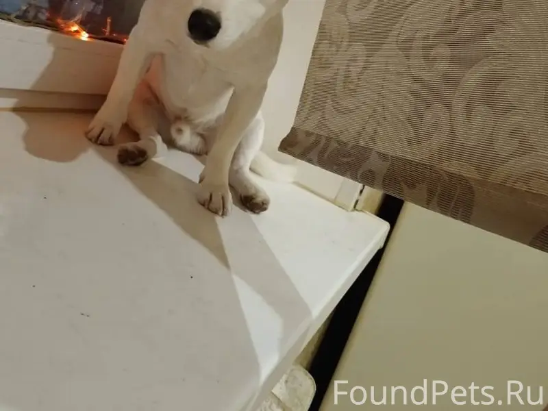 Пропала собака в районе шепчин...