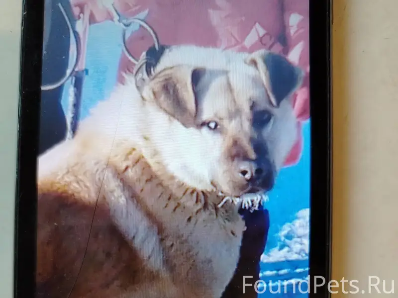 В Яр. обл. Борисоглебский райо...