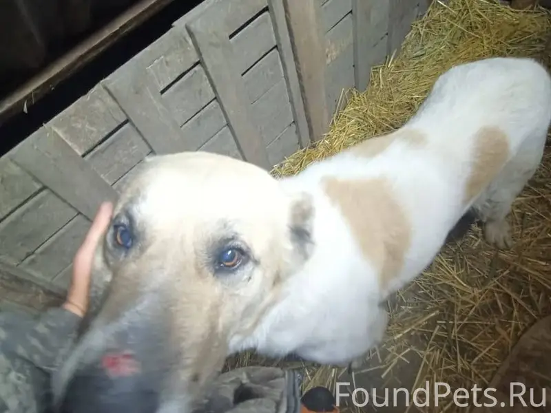 Нашли на федеральной трассе, н...