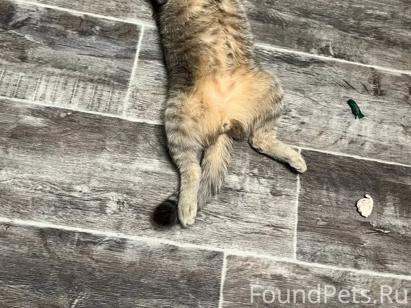 ПРОПАЛ КОТ, может кто-то видел...