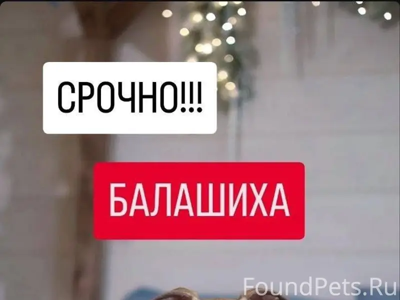 Час назад убежал щенок уиппета...