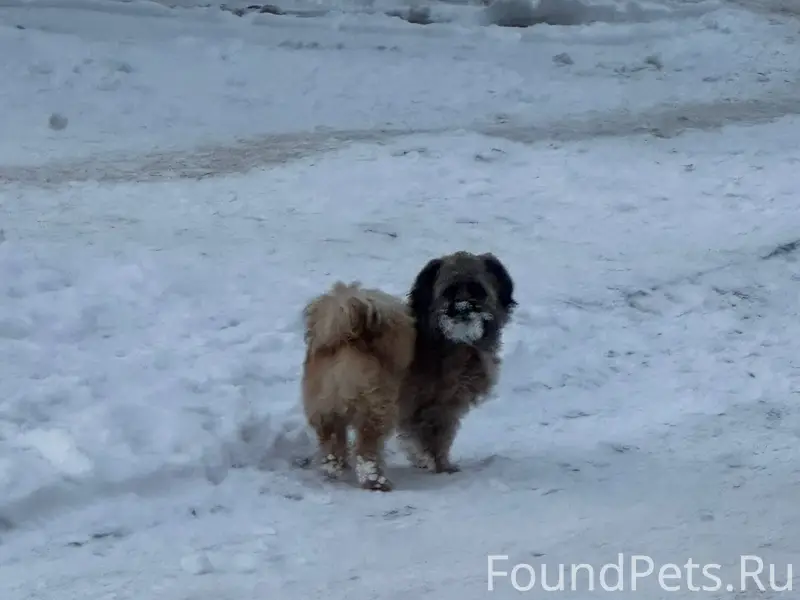 Хозяин найдись! Сегодня 04.12....