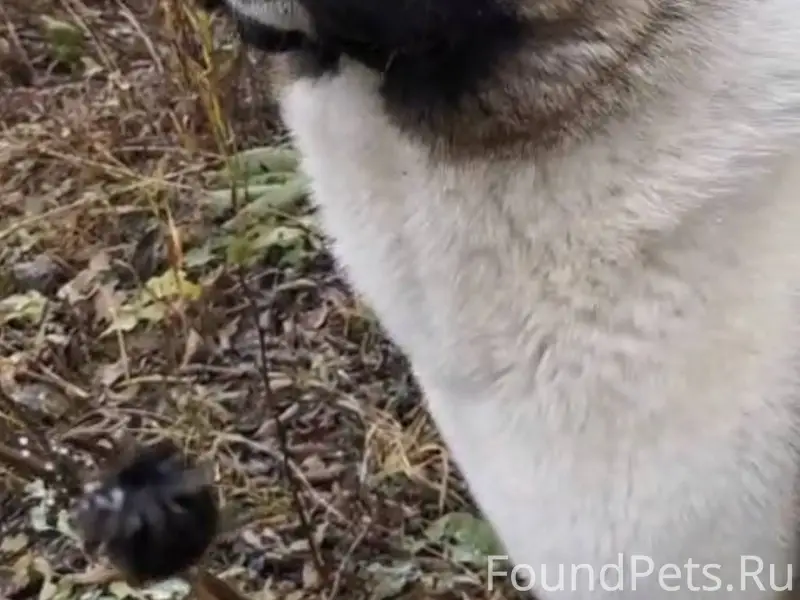 Пропала собака в области дерев...