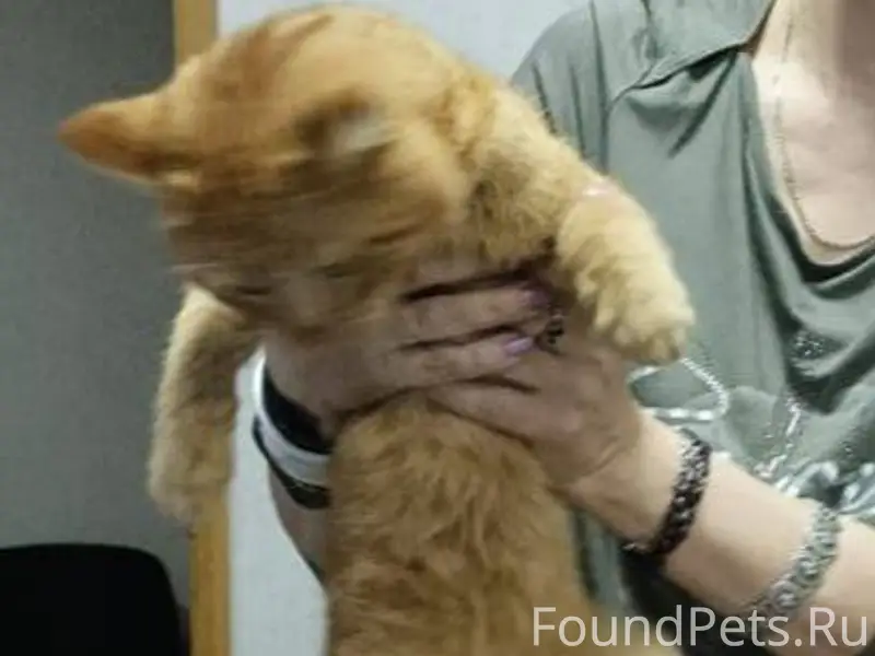 Найден кот в районе ул. Тексти...