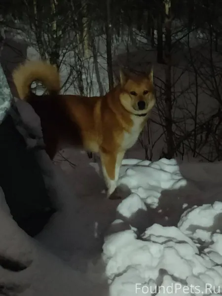 Рыжий пес с ошейником