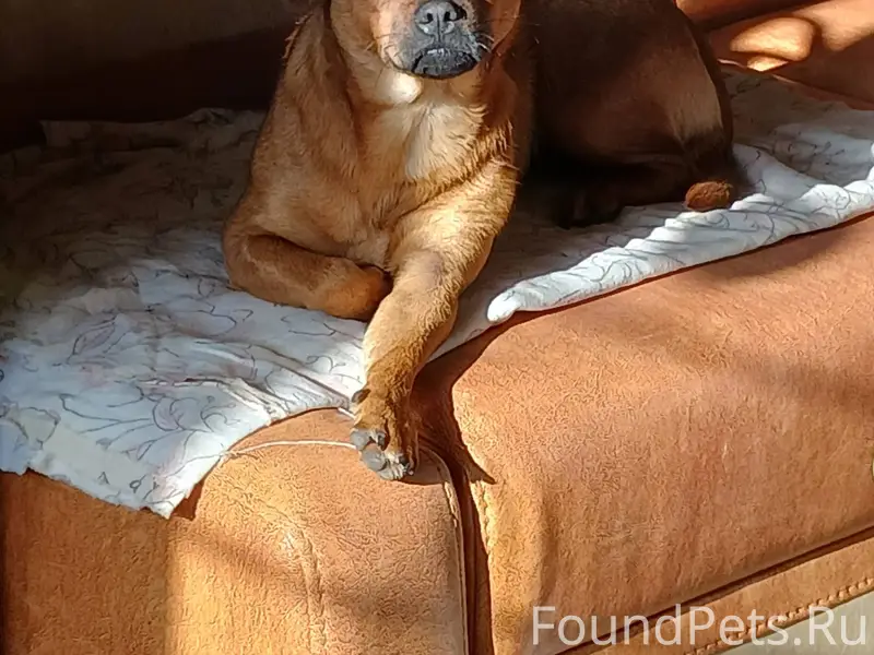 Пропала собака., наша любимица...